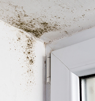 Black mold grows on the wall and ceiling near a window